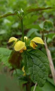 Yellow Archangel