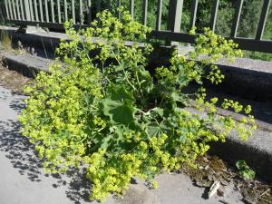 Common Lady's-mantle