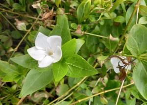 Intermediate Periwinkle