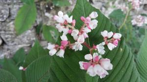 Lesser Knotweed