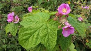 Purple-flowered Raspberry