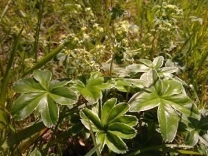 Alpine Lady's-mantle