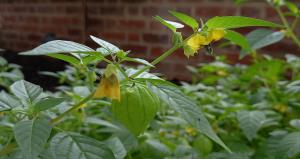 Cape Gooseberry