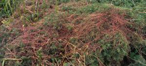 Dodder