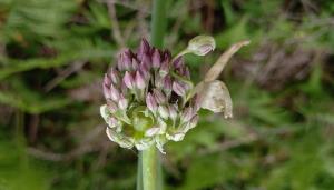 Wild Leek