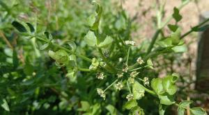 Wild Celery