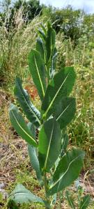 Prickly Lettuce