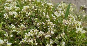 Common Scurvygrass