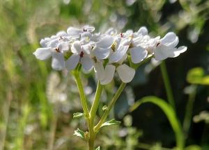 Wild Candytuft