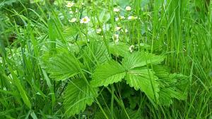 Hautbois Strawberry