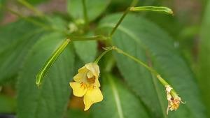 Small Balsam