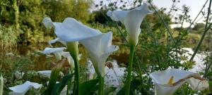 Arum Lily