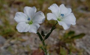 Cultivated Flax