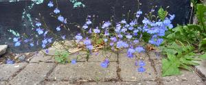 Garden Lobelia