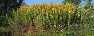 Dotted Loosestrife