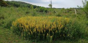 Yellow Loosestrife