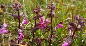 Marsh Lousewort