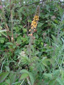 Common Agrimony