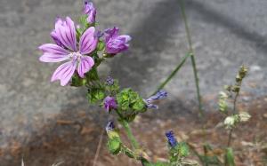 Common Mallow