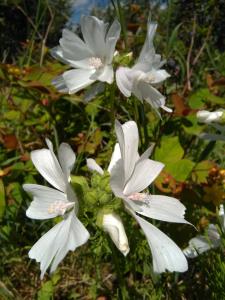 Musk Mallow