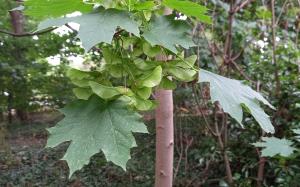 Norway Maple