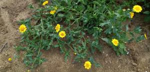 Corn Marigold