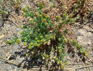 Pineapple Mayweed