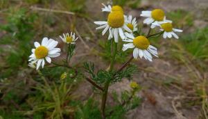 Scented Mayweed