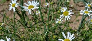 Scentless Mayweed