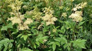 Meadowsweet