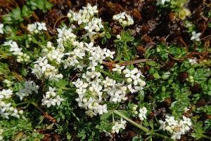 Heath Bedstraw