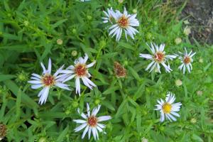 Common Michaelmas Daisy