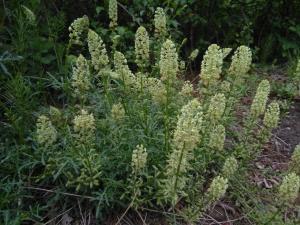 Wild Mignonette