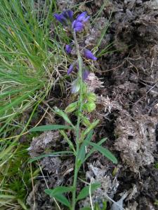 Common Milkwort