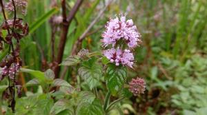 Water Mint