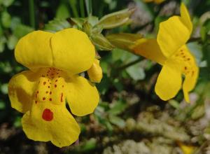 Monkeyflower