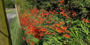 Montbretia