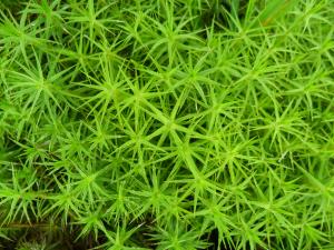 Sphagnum Moss