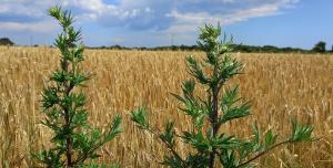 Common Mugwort