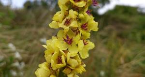 Dark Mullein