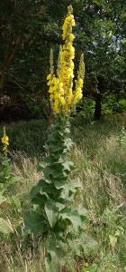 Great Mullein