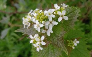 Garlic Mustard