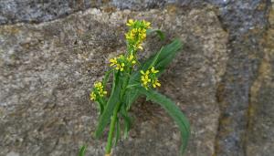 Wild Hedge Mustard Greens, or Sisymbrium - Forager