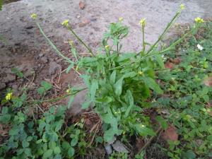 Hedge Mustard Plant Info & Benefits - WildflowerWeb