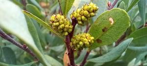 Bog Myrtle