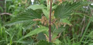 Common Nettle