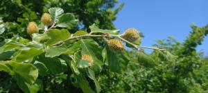 Common Beech