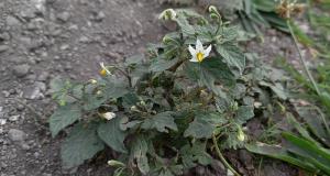 Black Nightshade