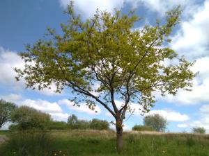 English Oak