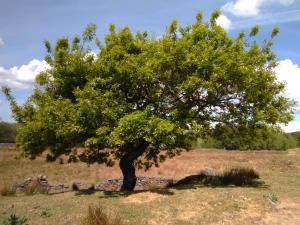 Sessile Oak